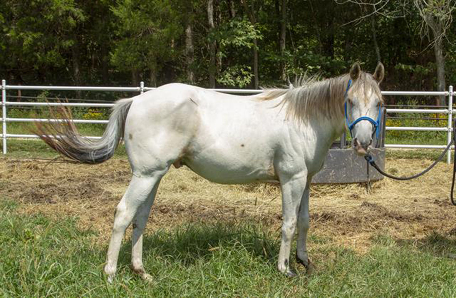 Last week's pet, still available: Fidget